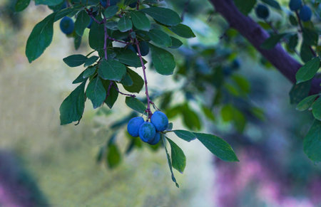 A blue plum is hanging from a tree branchの写真素材