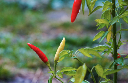 Red pepper grows in the field
