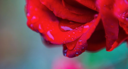 water drop on red rose petals bokeh photo