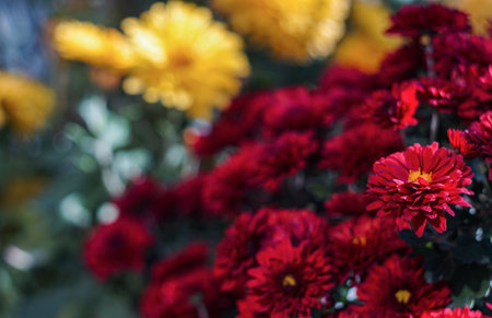 Bokeh photo of red flowers, blooming red flowersの写真素材