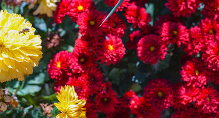 Bokeh photo of red flowers, blooming red flowers