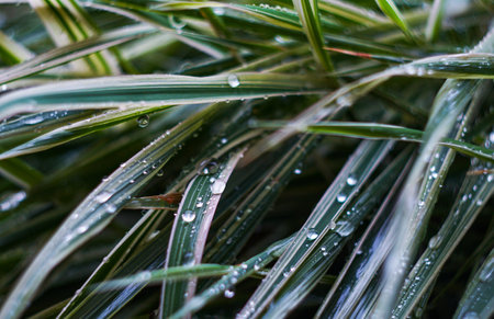 Bokeh photo of water drop on grass