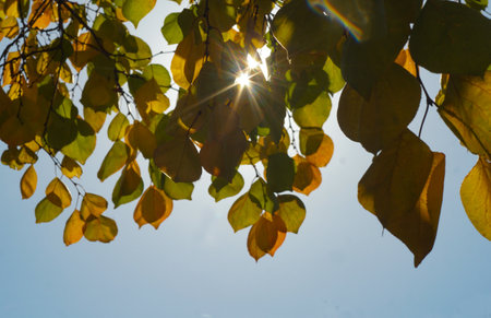 Sunlight shines through the treesの写真素材