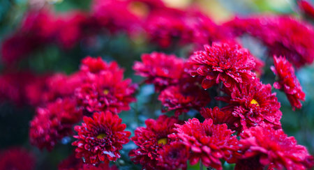Bokeh photo of red flowers, blooming red flowers