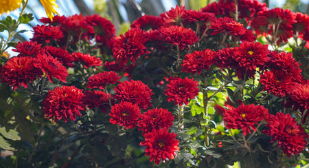 Red flowers bloom as they grow