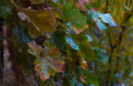 The leaves of the yellow tree began to fallの写真素材