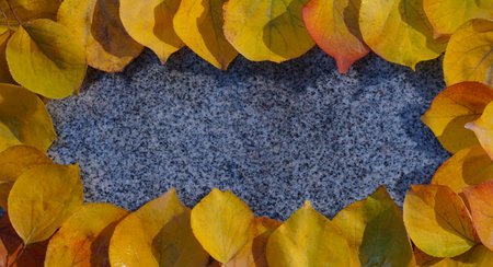 In autumn, yellow leaves are scattered on the ground