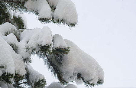 Spruce branches covered with snow, winter seasonの写真素材