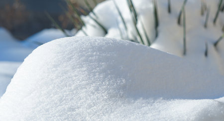 Flowers covered with snow, winter season