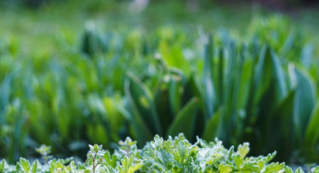 the tall grass behind the lawns is visibleの写真素材