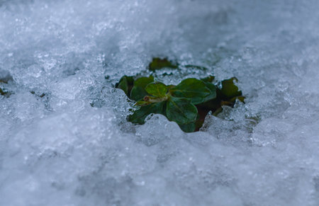 Plant buds broke through the ice, winter seasonの写真素材