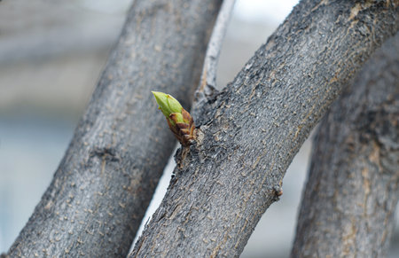 In the spring, a new shoot grows from the trunk of the treeの写真素材