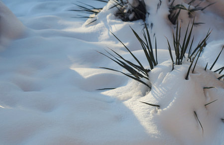 winter season, the plant leaves emerge from the thick snowの写真素材