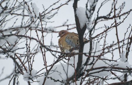 There is a dove on a snow-covered tree branchの写真素材