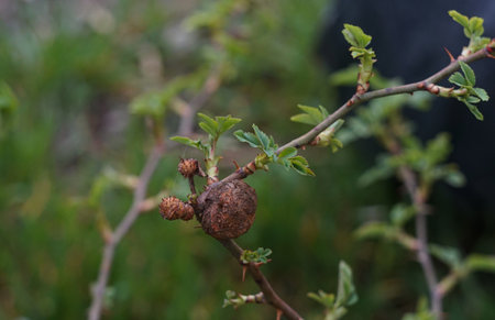 A rose has thorns on its branchの写真素材