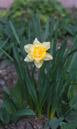 spring yellow flowers are blooming
