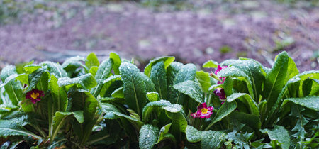 There is a drop of water on a plant leafの写真素材