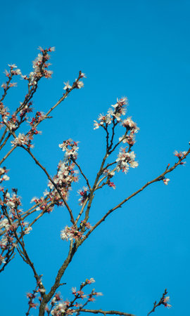 Apricot branches bloomed in springの写真素材