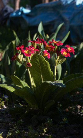 small red flowers bloom beautifully