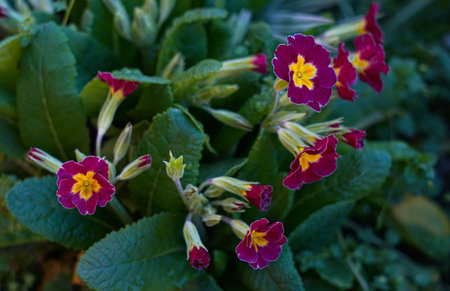 small red flowers bloom beautifullyの写真素材