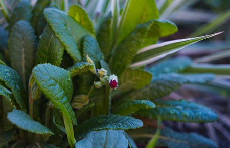 small red flowers bloom beautifullyの写真素材