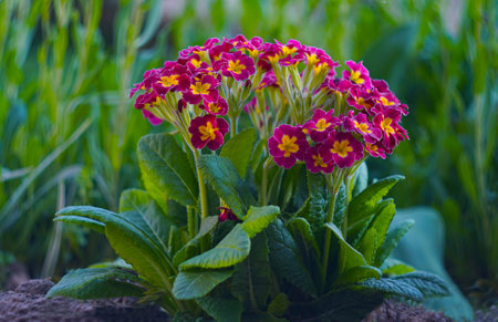 small red flowers bloom in spring