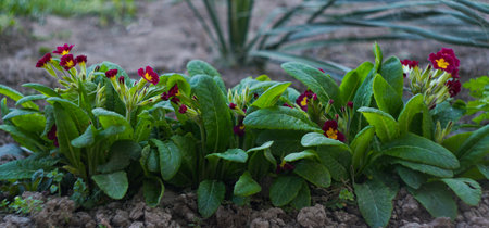 small red flowers bloom in spring
