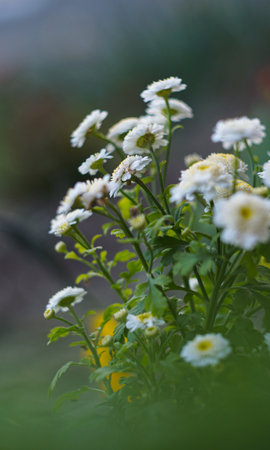 small white flowers bloom in springの写真素材