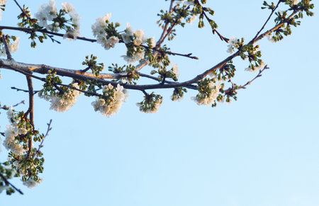 In the spring, the cherry blossoms opened on the branchの写真素材