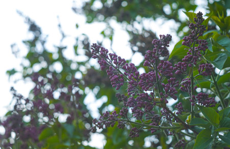 the siren tree is about to open its unopened budsの写真素材