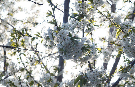 The cherry tree blossomed in the springの写真素材
