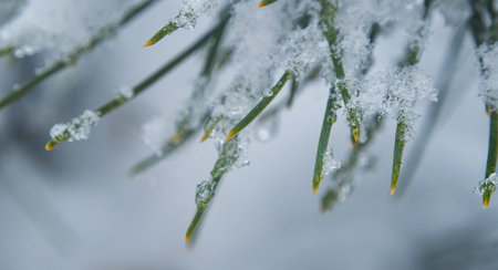 Spruce needles covered with snow in winter