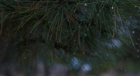 water drops on fir needles