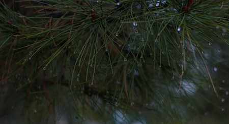 water drops on fir needles