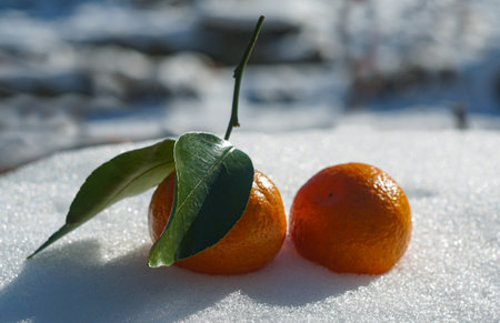 a bunch of tangerines on the snowの写真素材