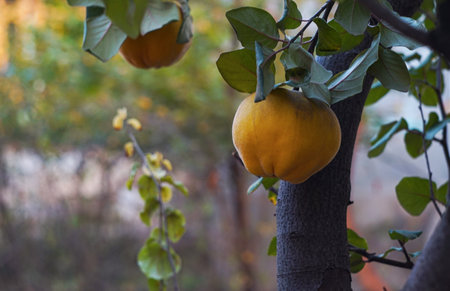The fruit of the quince tree is yellow and ripe