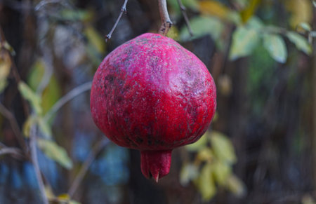 when the red pomegranate fruit is ripeの写真素材