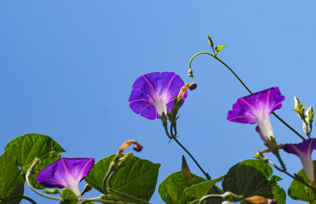 bluebells bloom in springの写真素材