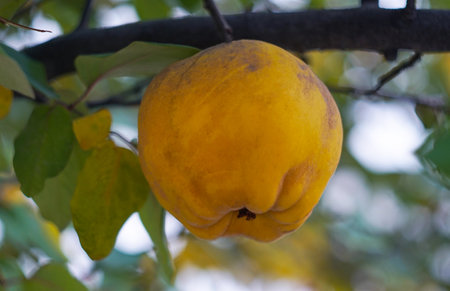 The fruit of the quince tree is yellow and ripeの写真素材