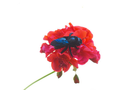A black beetle stands on a red flowerの写真素材