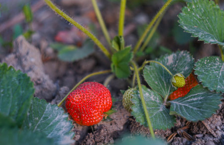 strawberry plant and fruit are ripening in the fieldの写真素材