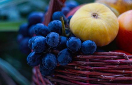 Grapes and various fruits are located in the basketの写真素材