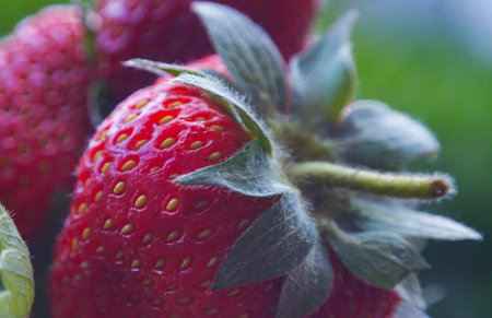 Macro image of ripe strawberryの写真素材