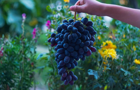 The girl has a big black grape in her handの写真素材