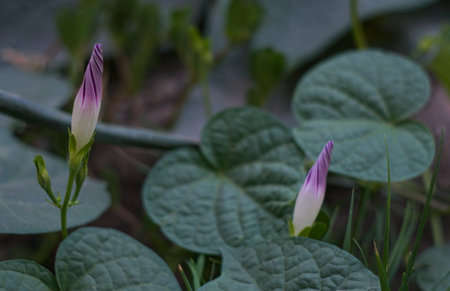 Twisted flower buds grow twistedの写真素材