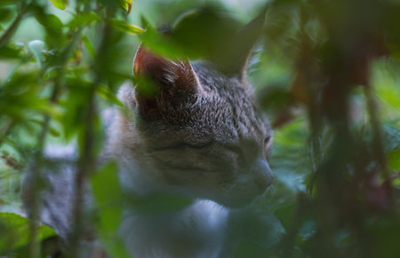 A gray cat looks out from behind the grassの写真素材