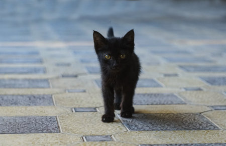 A little black kitten is runningの写真素材