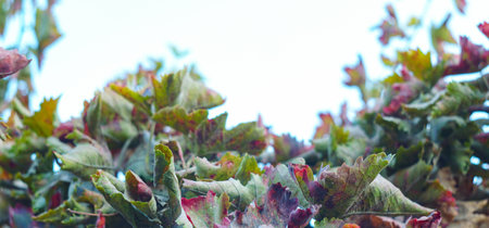 Bokeh photo of grape leaves in autumn