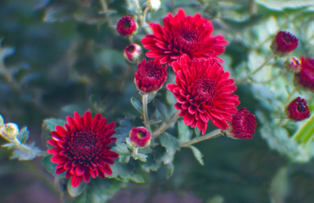 Red daisies are bloomingの写真素材