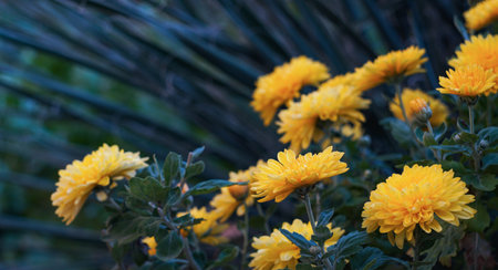 Yellow daisies in the garden have openedの写真素材